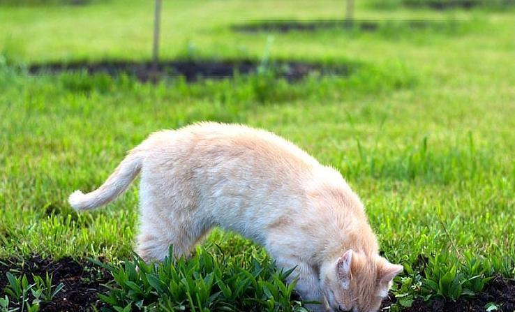 为什么猫咪喜欢对着猫碗中的食物打猫拳？