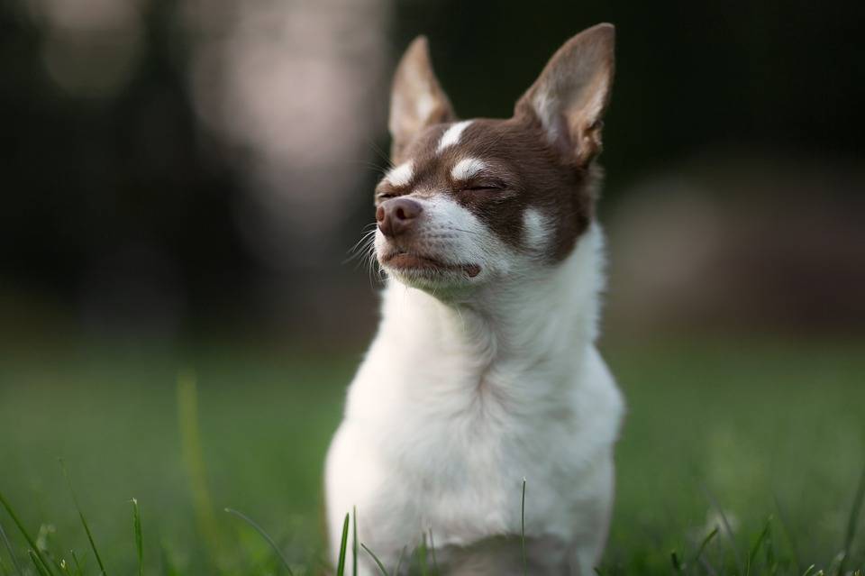 go狗粮之不单独把狗狗留在车内