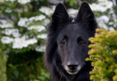 一提起牧羊犬大家都先想到德牧，其实比利时牧羊犬与它比毫不逊色