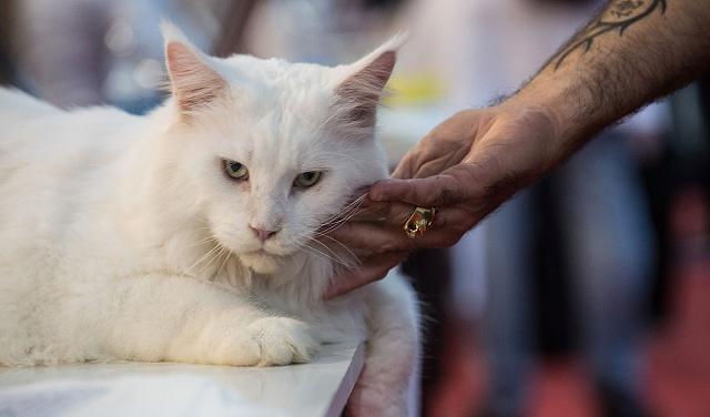 谁说猫咪的主食只能是猫粮？其实，这些食物喂猫更好！