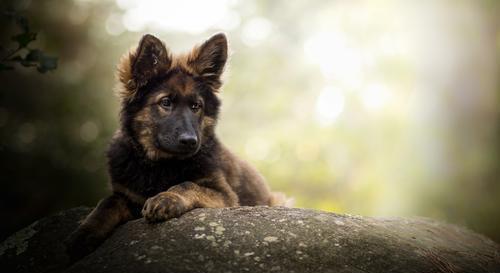 德国牧羊犬其实就是我们口中常常说的狼狗