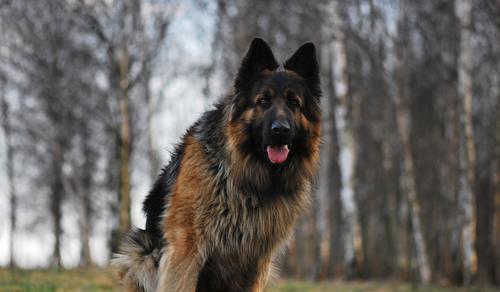 德国牧羊犬其实就是我们口中常常说的狼狗