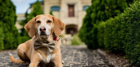 德国牧羊犬其实就是我们口中常常说的狼狗