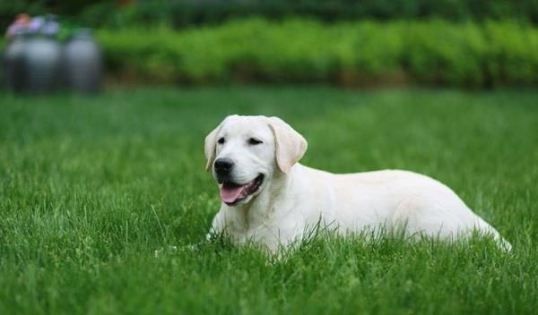 德国牧羊犬其实就是我们口中常常说的狼狗