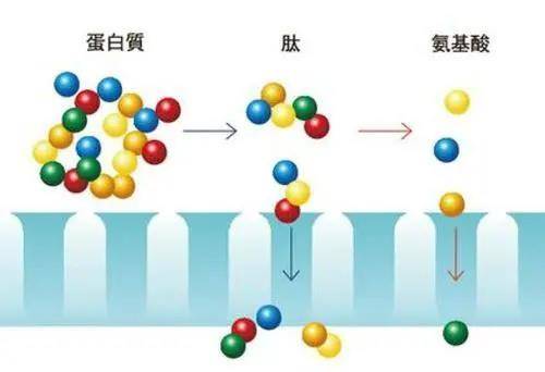 小分子活性肽对人体有哪些帮助？