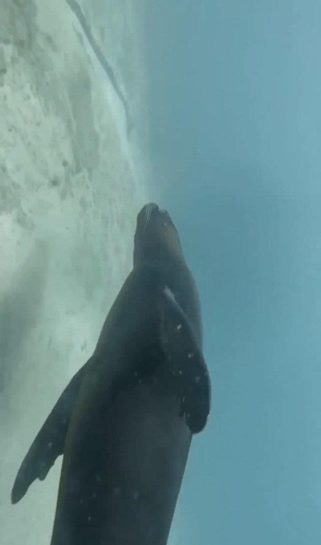 海底潜水遇到的海豹，竟和潜水员亲密互动，温馨举动让人感动