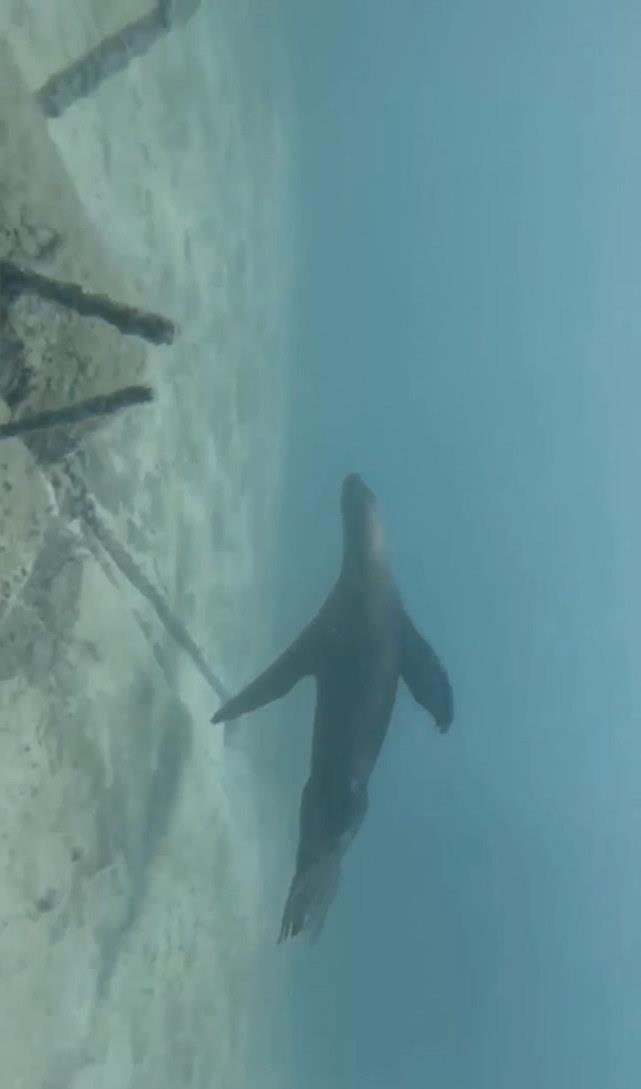 海底潜水遇到的海豹，竟和潜水员亲密互动，温馨举动让人感动