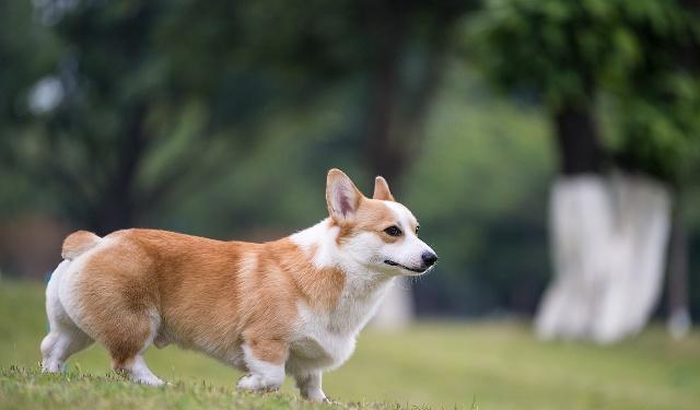 柯基犬不能陪睡，让它上床睡觉，绝对会是铲屎官的噩梦