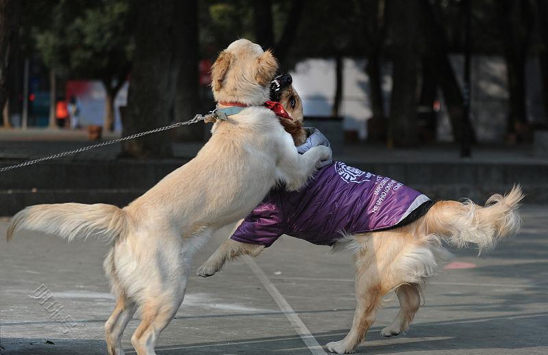 金毛应该怎么合理的养？