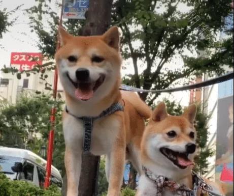 日本“柴柴按摩店”开业啦！