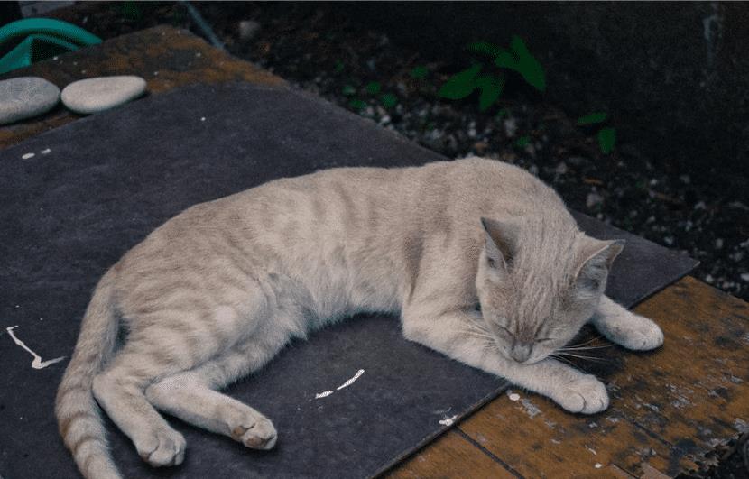 网友出差回家，看见爱猫在自己的床上睡得很香的样子