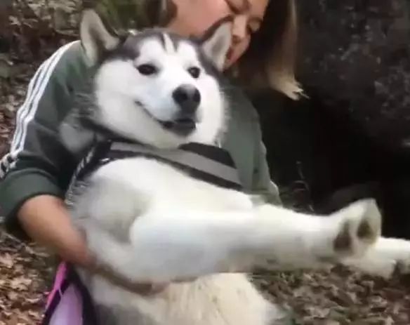 带哈士奇爬山，下山犯懒非要抱抱，春游秒变负重越野