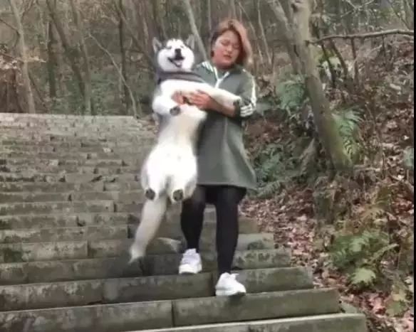 带哈士奇爬山，下山犯懒非要抱抱，春游秒变负重越野