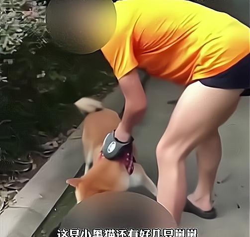 流浪猫被柴犬咬死，主人却不为所动，路人听到借口都无语了