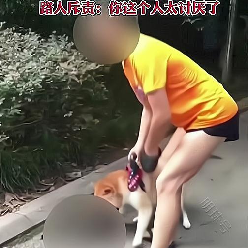 流浪猫被柴犬咬死，主人却不为所动，路人听到借口都无语了