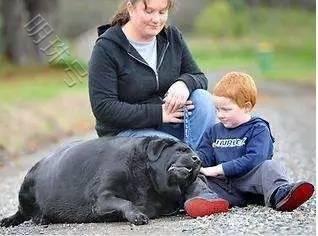 拉布拉多犬过于肥胖是主人的锅吗？