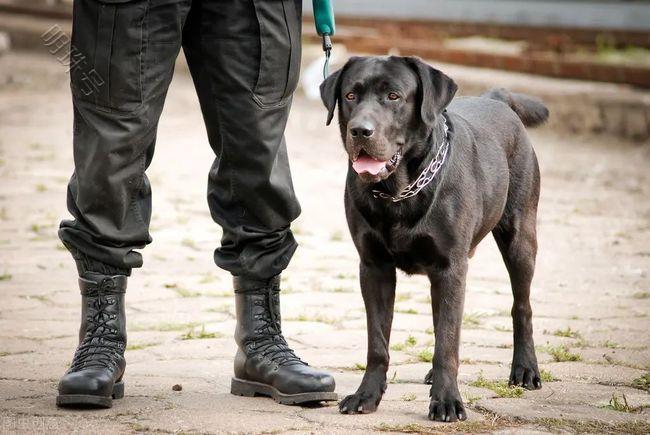 拉布拉多犬过于肥胖是主人的锅吗？