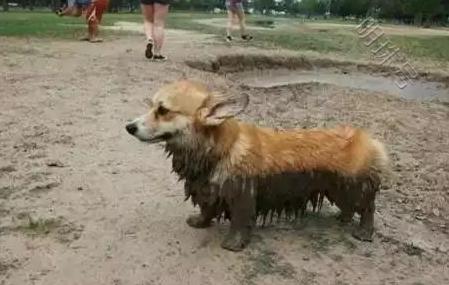 想要养柯基犬的人，这6点你必须要接受，不然你会后悔的