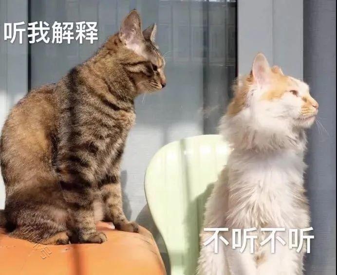 铲屎官偷吃狗粮，猫咪的喂食误区，铲屎官们快快看看