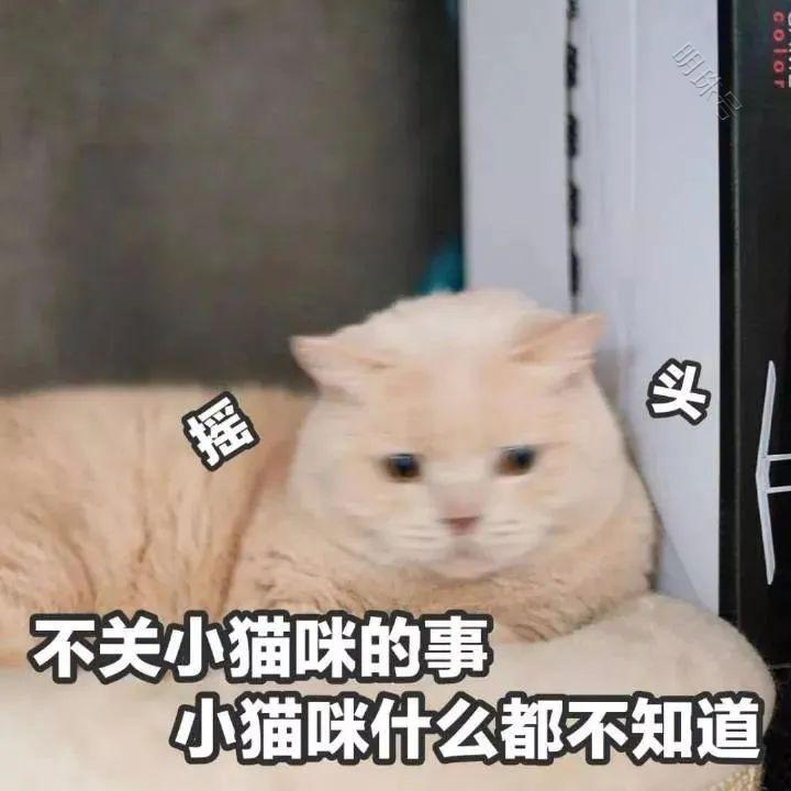 铲屎官偷吃狗粮，猫咪的喂食误区，铲屎官们快快看看