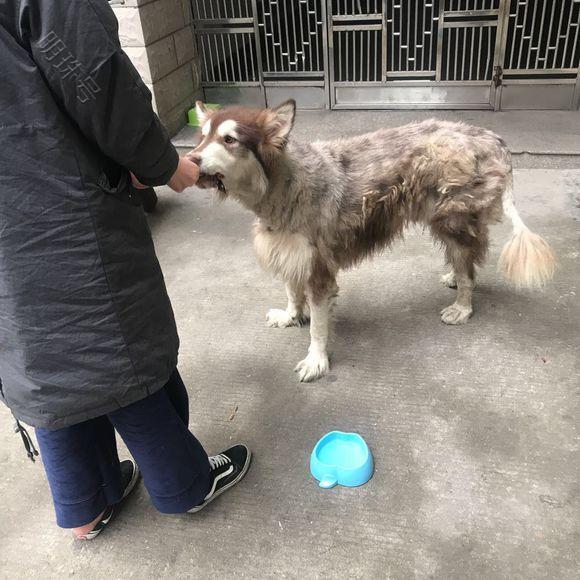 流浪阿拉斯加饿得皮包骨，网友楼下给它搭建了一个临时的窝