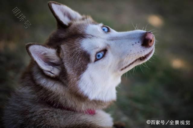 9种新手都能养活的健壮狗狗，看看哪一种是你的心水狗狗吧