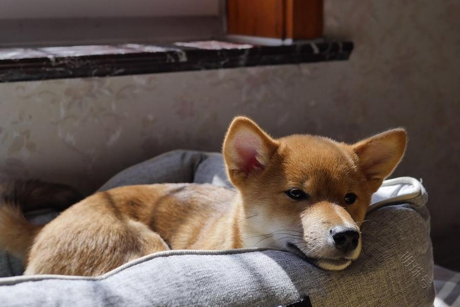 养柴犬的主人们不要经常给狗子洗澡，柴犬的绒毛难以吹干