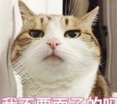 为什么现在养猫的人越来越多？其实是因为这10大福利！