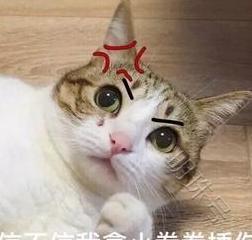 为什么现在养猫的人越来越多？其实是因为这10大福利！