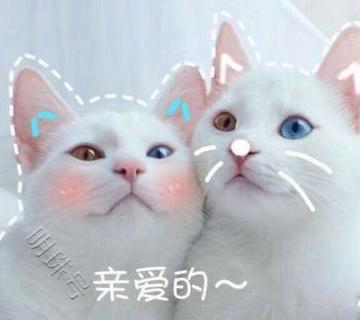 为什么现在养猫的人越来越多？其实是因为这10大福利！