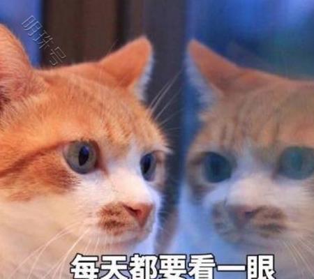 为什么现在养猫的人越来越多？其实是因为这10大福利！