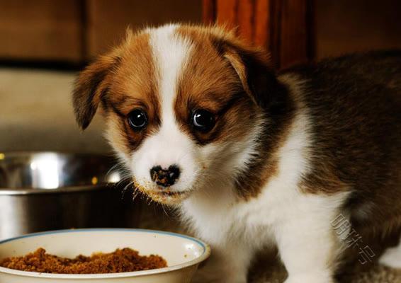 狗狗为什么会挑食，怎么治狗狗的挑食？