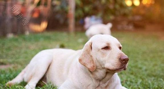 拉布拉多犬的饲养行为，劝你最好纠正！