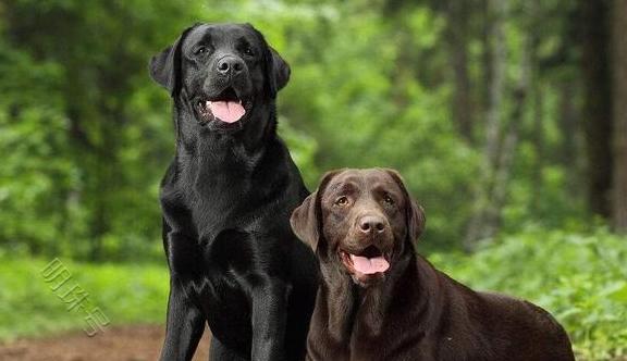 拉布拉多犬的饲养行为，劝你最好纠正！