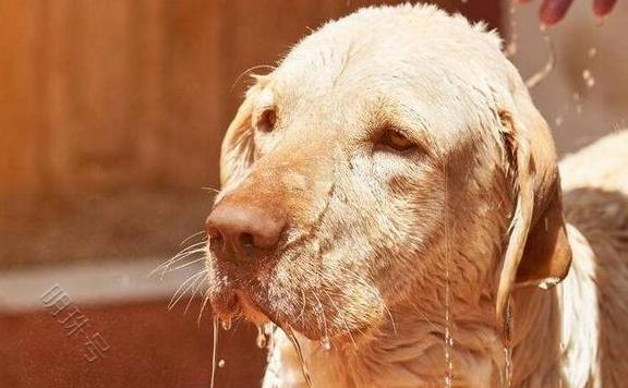 拉布拉多犬的饲养行为，劝你最好纠正！