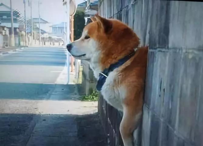 柴犬被卡住可以绕地球两圈，这是真的吗？