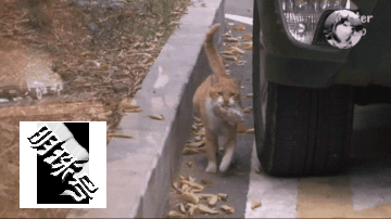 橘猫看到猫粮后，结果才吃了几粒就不吃了