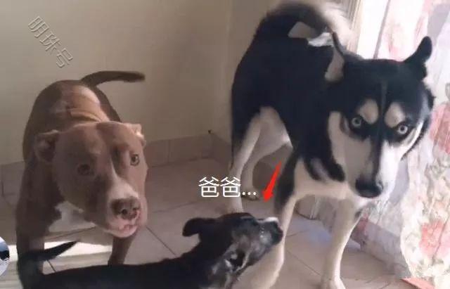 两个月后比特犬生了一窝小奶狗，看到小奶狗后，宠主却纳闷了