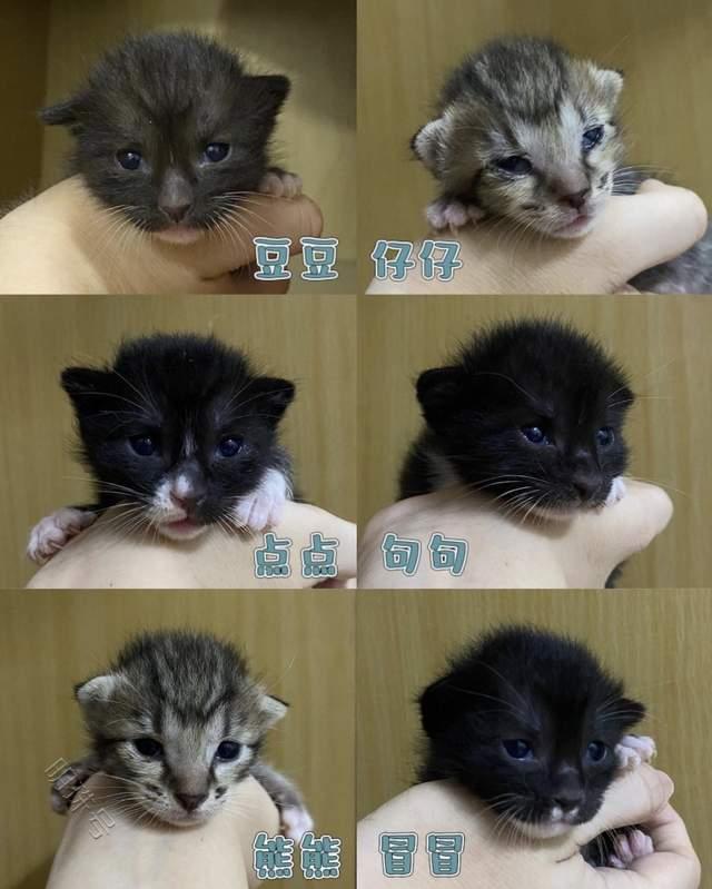 从猫龄来计算的话，1个月以后就可以喂猫粮了一个月就可以吃幼猫