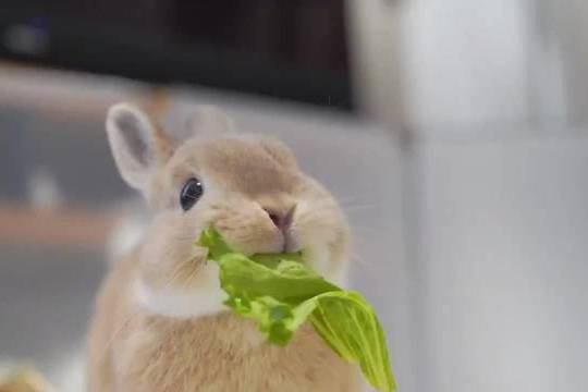 兔子口炎注射庆大霉素