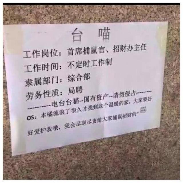 橘猫很巧妙的杠上电视台，因此混得有出息了：底薪猫粮，提成鱼干