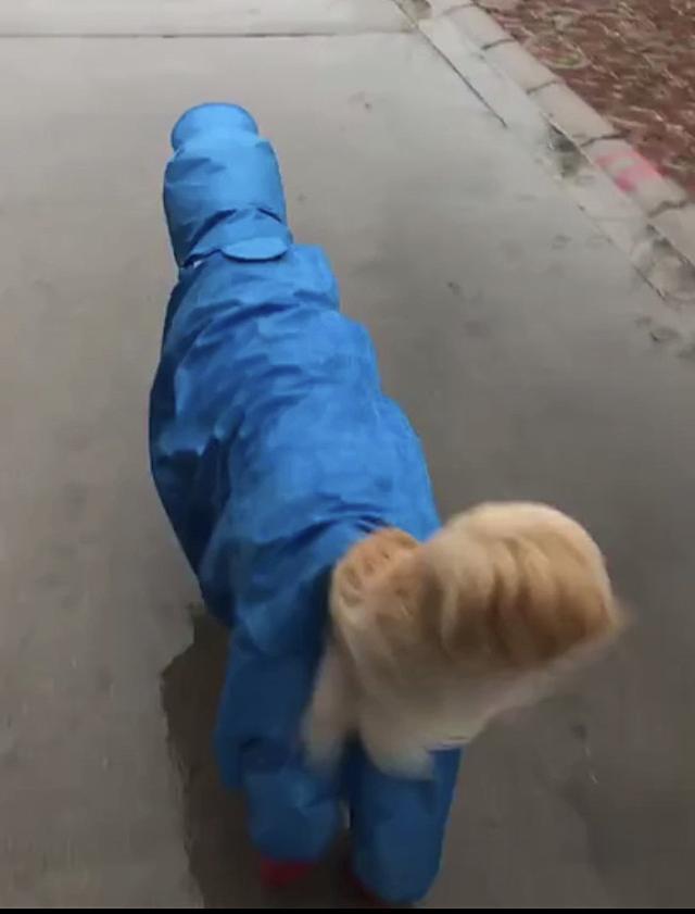 金毛穿蓝色雨衣红色雨鞋雨天出门遛弯，蓬松的尾巴别具风味