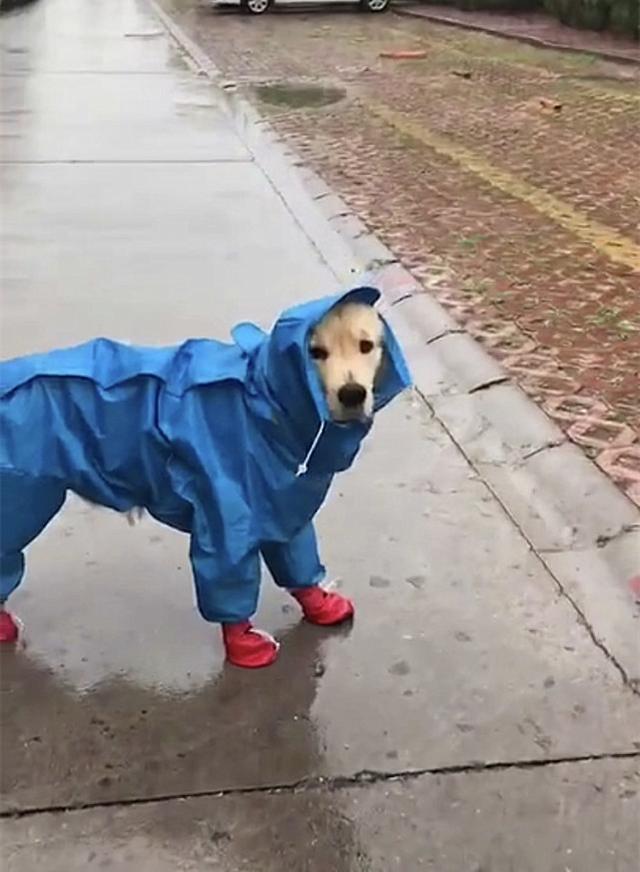 金毛穿蓝色雨衣红色雨鞋雨天出门遛弯，蓬松的尾巴别具风味