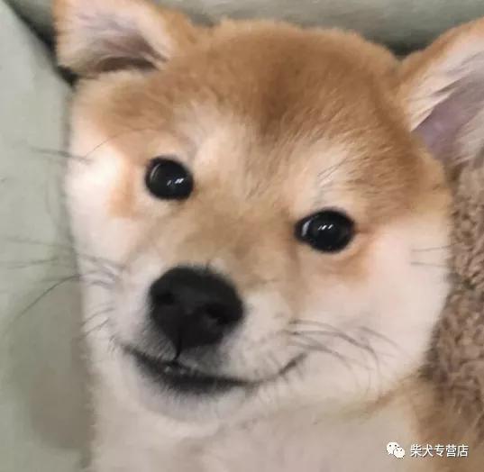 柴犬喂养指南，教你如何养好柴犬