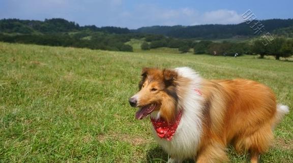 牧羊犬如何牧羊，它们如何防范狼偷羊？