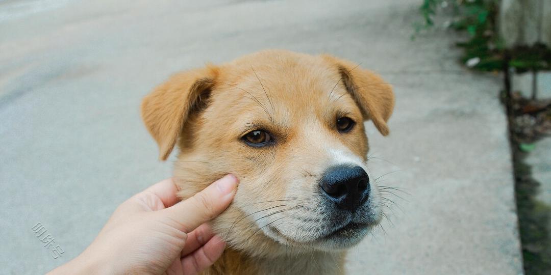 中国“6种本土犬种”，每一种都超帅，看看你想养谁？