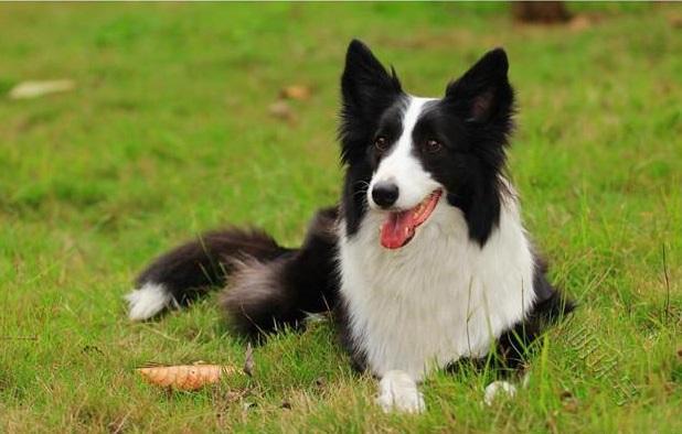 苏格兰牧羊犬和边境牧羊犬的智商灵动，智商灵动的感觉