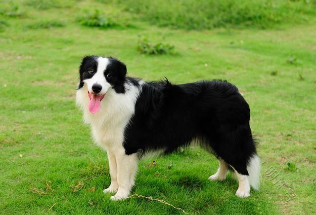 苏格兰牧羊犬和边境牧羊犬的智商灵动，智商灵动的感觉