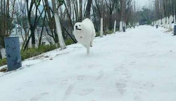 萨摩耶在雪地上狂奔起来，追都追不上，但过一会又跑回来了