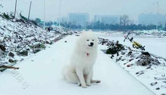 萨摩耶在雪地上狂奔起来，追都追不上，但过一会又跑回来了